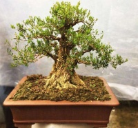 大户人家的院子里，为何喜欢养“黄杨”？2句古话或能解释