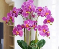 4种高颜值“网红花”，一盆几十块，有阳光就爆盆，给点水就疯长