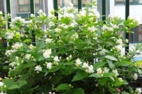 4种富贵花，添福添贵添好运，开花红红火火，旺财又旺运！