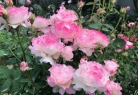 4种花是懒人的最爱，不用费心，就能长的特别好，花开不断！