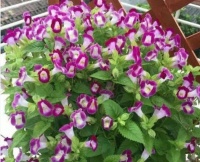 4种花是花卉中的“佼佼者”，花朵仙又美，全年开花不断