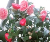 4种福运花，自带福气好养活，养上一盆四季欣赏，好养活还不贵