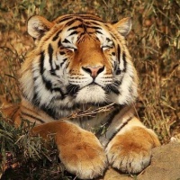 老书虫私房书单，5本中等名气的网络小说，献给书荒的你