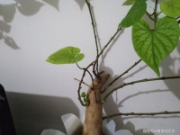 诗歌：还是那根藤