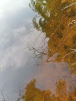 李文全随拍：湖面写意，一枝一叶便能牵动所有的情感