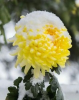 会拣最幽处，煨芋听雪声