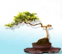 家居养花，种上几盆这个花，不仅是好看的盆景，还有药用价值