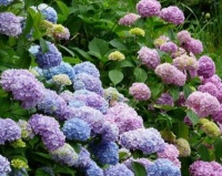 3种漂亮花，好打理，易爆盆，好养又漂亮，一开就是300多天