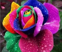 4种花很耐养，沾土就能活，开花就爆盆，不易生病好养护