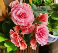 自带“福运”的4种花，婀娜多姿，漂亮高贵优雅，谁养谁喜欢