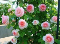 4种花，堪称花界“劳模”，越热花开越多，30天养成“小花园”!