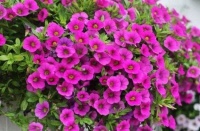 4种花是懒人的最爱，好养又漂亮，格调品味高