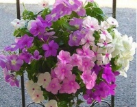 养花试试此4种花，花大色艳很漂亮，颜值超高的