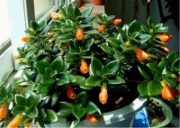 最适合新手养的4种花，空气清香去异味，优雅迷人