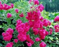 仙气飘飘的的4种花，迷人的花朵，美不胜收，家里变成小花园