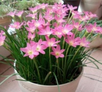 超漂亮的4种花，养上一盆，高端大气上档次