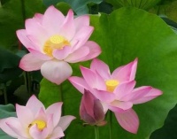 4种旺运花，吉祥添富贵，对待新手很友好，好养易活