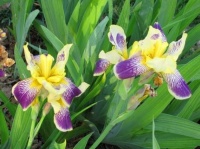 颜值超高的4种花，给点阳光就灿烂，花多又漂亮，轻松爆成花海