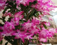 4种花超受欢迎的，不用费心，就能长的特别好，花开不断