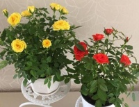 家养几款植物，给点阳光就灿烂，阳台开出花海，满屋都飘香