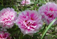 几款花卉便宜又好养，对待新手超友好，高端大气上档次，人见人爱