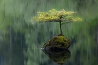 荐读：庄子的三棵树，王阳明的一朵花！