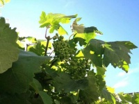 记忆中的那酸酸葡萄尖（散文）