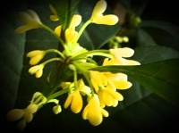 “善易者不占”是玩易者的最佳体现