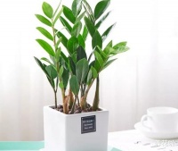 ​年关将近，客厅里建议养4种“寓意花”，迎好运添福气