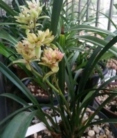 一养就上瘾的4种花，被称为花卉界的劳模，开花一年不停