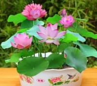 生命力顽强的几款花卉，扔水里就能活，新手也能养的好