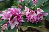 适合阳台养护的花卉，个个美得冒泡，直接开成花海