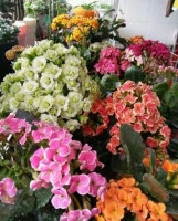 家里几款花卉，便宜又好养，花开香飘溢满屋