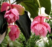 阳台养花试试此4款植物，养在哪里都爆盆，寓意也是超好的