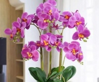 养花试试此4种花，花香四溢飘满屋，清新优雅美爆了