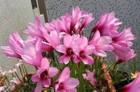 此款花卉好养易爆盆，养在家里繁花似锦，颜值超高的