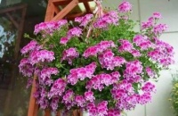 此款花卉，好养易爆盆，养上几盆，还能净化空气