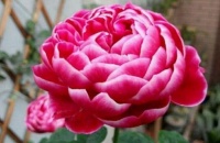 适合家里养护的花卉，便宜又好养，花开香飘溢满屋