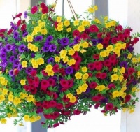 4种旺运花，旺运添喜，事业高升，寓意超好的