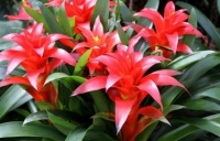 4种花养了就爆盆，好养易活开花漂亮，颜值超高的