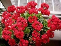 几款花卉超美的，花开繁盛花香怡人，颜值超高的