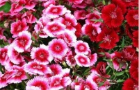 几款花卉，花开繁盛花香怡人，花期超长，一开就停不下来