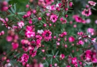 几款花卉养在家里，花开媲美玫瑰，花朵姿态万千美极了