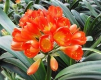 最受欢迎的4种花，个个开花漂亮，花朵硕大，满屋飘香