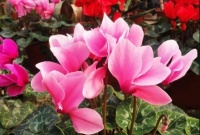 几款花卉养在阳台，新手也能养爆盆，花开枝繁叶茂，美极了