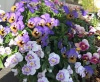 几款花卉好养易爆盆，散发清香改善睡眠质量，一觉睡到天亮