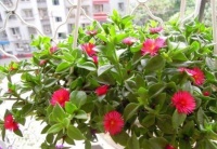 对待新手超友好的几款花草，花开媲美玫瑰，花朵姿态万千