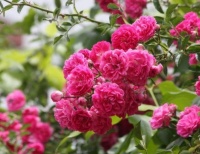 养花试试此几款，四季花开不断，比绿萝吊兰都好养