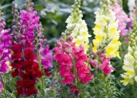 5种花是懒人花，好养易活开花爆盆很简单，漂亮极了