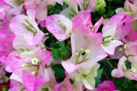 几款适合庭院养护的花卉，花姿妖娆，花美色艳，花儿轻松开爆盆